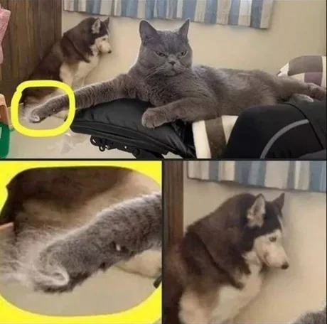 Ke mte doma maku aj psa